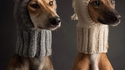 Cagoule pour chien