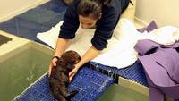 La nouvelle vie d'une petite loutre orpheline