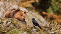 L'ours et le corbeau