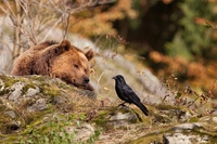L'ours et le corbeau