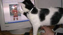 Chat coquin