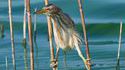 Oiseau gardien de but