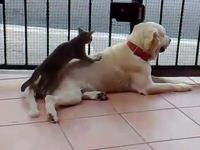 Chat masseur