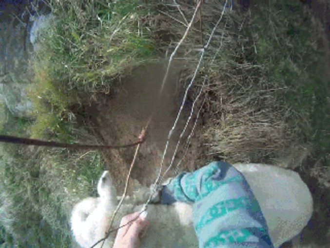 Sauvetage de mouton