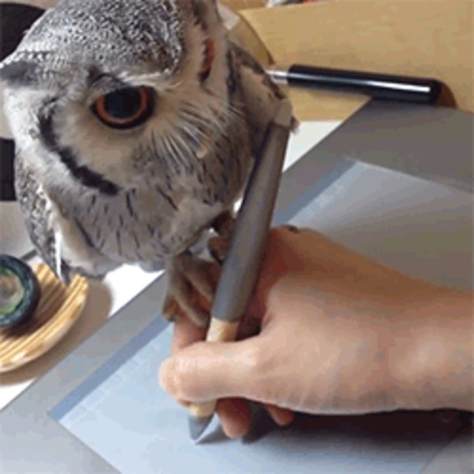 Hibou de compagnie