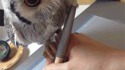 Hibou de compagnie