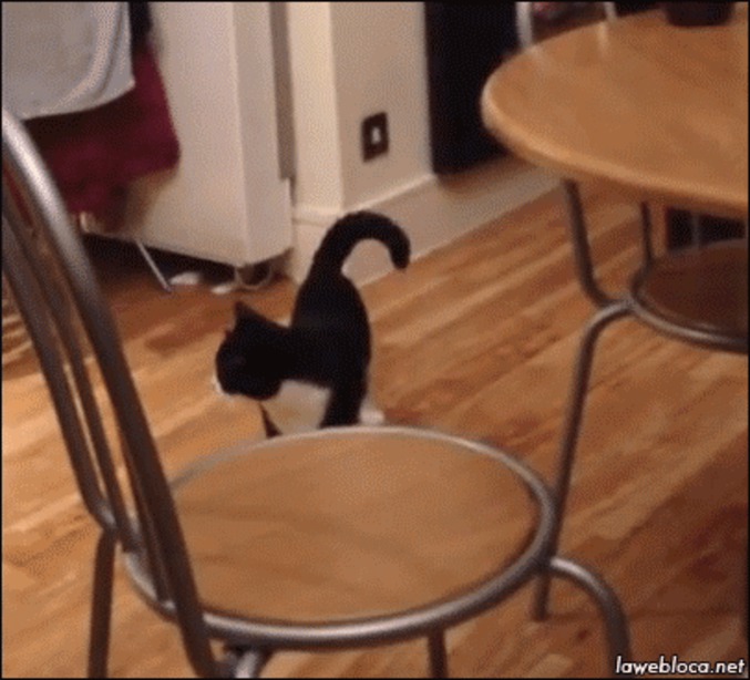 Félix! C'est l'heure de ta pâtée.