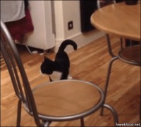 Félix! C'est l'heure de ta pâtée.