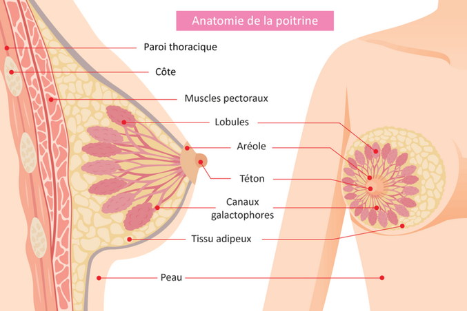 Toujours pas de fichier croix rose aujourd'hui, cultivons nous !