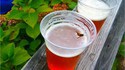 I'm a Bee in a Beer