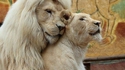 Love is in the hair
