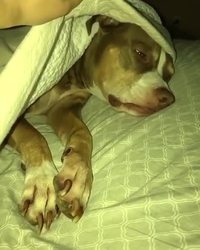 Quand ta mère vient voir si tu dors...