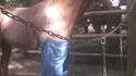 Un cheval avec un Jeans