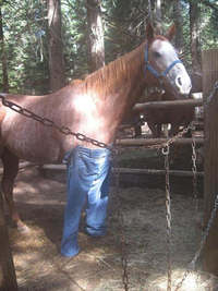Un cheval avec un Jeans