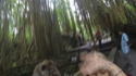 Mon ami le singe