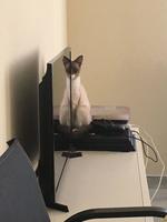 C'est mi-mi