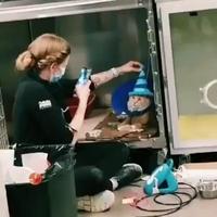 Voici ce que subissent les chats chez le vétérinaire 