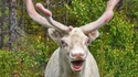 Moooooh