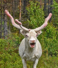 Moooooh