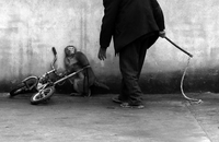Singe terrorisé