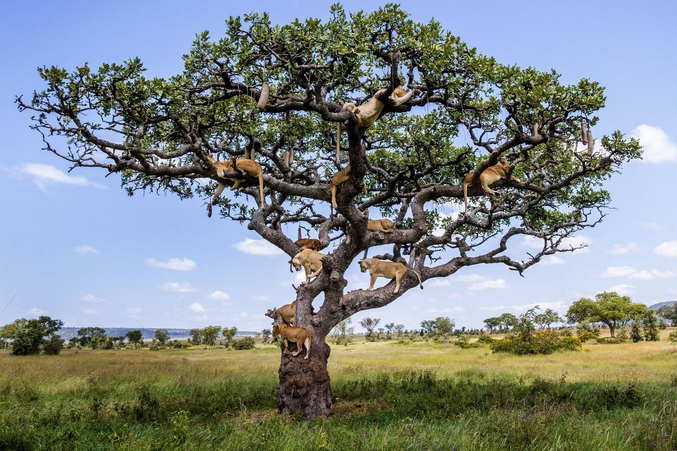 Photo prise au Serengeti, Tanzanie.
