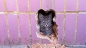 "votre chat ferait tout pour catisfaction"