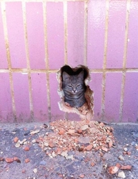 "votre chat ferait tout pour catisfaction"