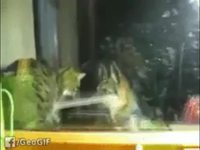 Comme chien et chat 31