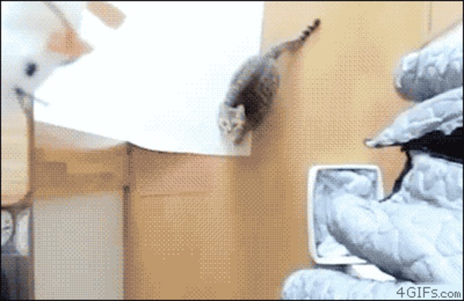 Saut de chat