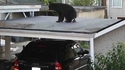 Yolo, je suis un ours 