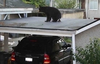 Yolo, je suis un ours 