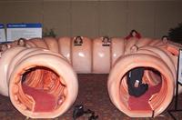 Voyage dans l'intestin