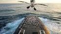 Oiseaux de mer sur sous-marin