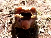 Crapaud mutant