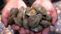 Festival de Clam