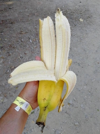 Double banane