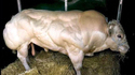 Taureau sous stéroïdes
