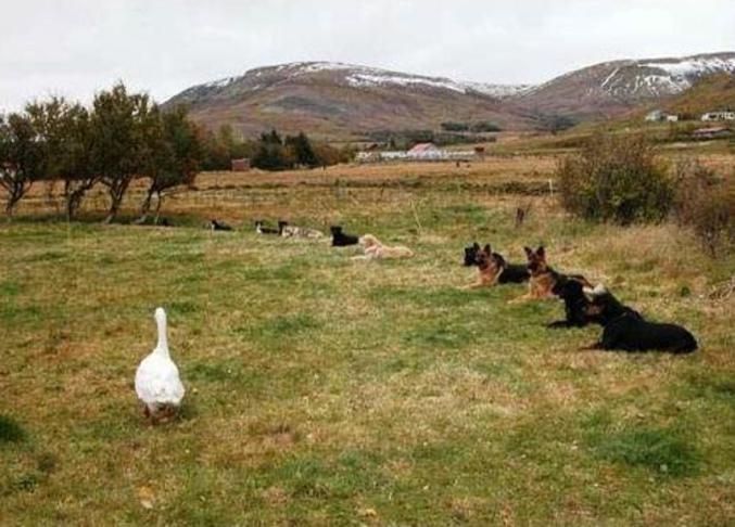 Une oie qui passe au milieu d'une bande de bergers allemands. Même pas peur !