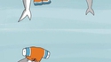 Un dauphin et un requin
