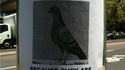 Avez-vous vu cet oiseau ?