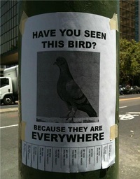 Avez-vous vu cet oiseau ?