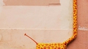 La girafe de la rue Pelletier