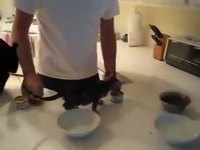 Un chat qui a faim