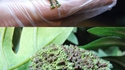 Grenouille spéciale