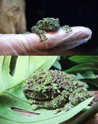 Grenouille spéciale