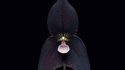 L'Orchidée Dracula