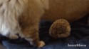 Un chat s’assoit sur un hérisson