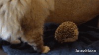 Un chat s’assoit sur un hérisson