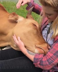 Gros câlin d'une vache
