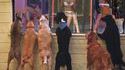 Des chiens